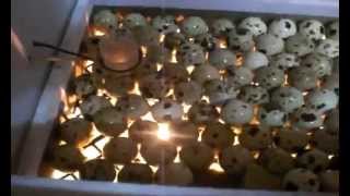 № 3 Инкубация яиц перепелов.    Incubation quail eggs