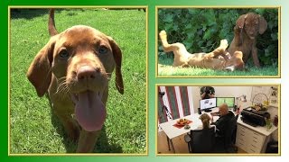 Hunde aus dem Internet | TierheimTV informiert