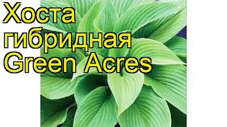 Хоста гибридная Грин Акрес. Краткий обзор, описание характеристик hosta hybrida Green Acres