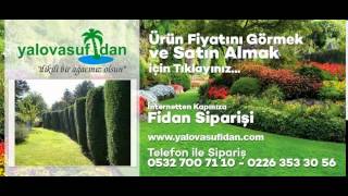 Leylandi Fidanı Fiyatları, Satışı, Satın Al