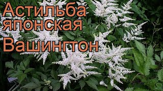 Астильба японская Вашингтон (washington) ? обзор: как сажать, рассада, саженцы астильбы Вашингтон