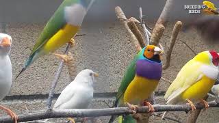 CLOSEUP MIX COLORFUL BIRDS AVIARY