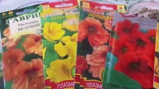 Без рассадный способ выращивания настурции. Посев пророщенными семенами.