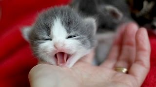 Little kittens meowing and talking - Cute cat video