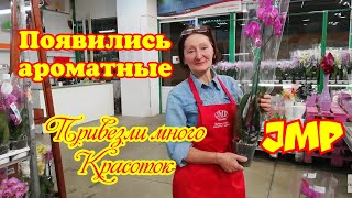 #jmp #пелорик #бабочка #зарядпозитива Орхидеи
Фаленопсисы в JMP
Привезли красивых БАБОЧЕК