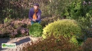 Un massif d'arbustes colorés au printemps