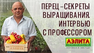 ? Перец – Секреты Выращивания. Советы Эксперта