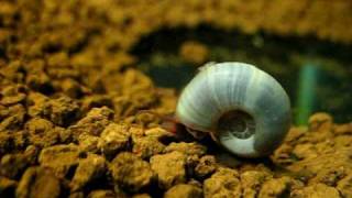 Planorbarius corneus blu