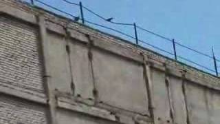 Ravens attack a falcon: Вороны атакуют хищника
