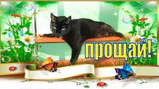 В память о Тише которого больше нет/ Видео до слез