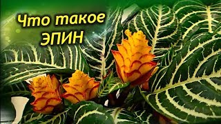 ЭПИН – биостимулятор для комнатных растений. Использовать или не стоит?