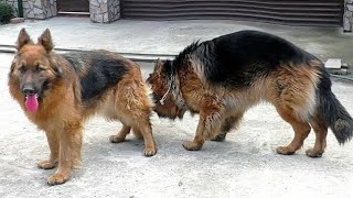 Брачные игры Гранда и Зэфы. Немецкие Овчарки.