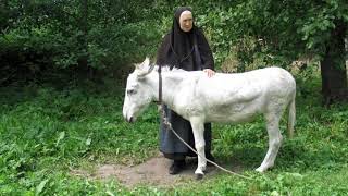 Начало возрождения Троицкого монастыря как женского