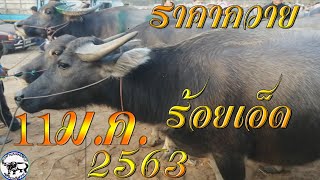 สำรวจราคาควาย 11 มกราคม 2563  เบิ่งควายสวยๆ งาม ⁉️ ที่ ตลาดนัดวัว-ควาย จ.ร้อยเอ็ด|ฺBuffalo|Thailand