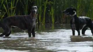 Die Galgos Mado und Coqui aus Andalusien