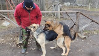 Вязка  по любви не получилась. Пришлось помочь кобелю.