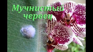 Мучнистый червец и моя победа.