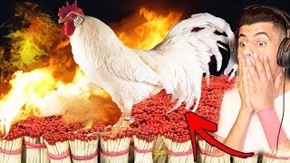 شخص يشوي دجاجة بواسطة 50,000 كبريت !!
