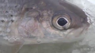 Хариус ловля по кромке рыбалка по кромке 15 ноября 2013 год Рыбалка ловля хариуса   YouTube 1080p