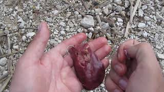 Лучшая насадка на голавля. Куриная печень