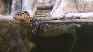 Крокодиловая ферма в Ялте Крым Crocodile farm Yalta Crimea