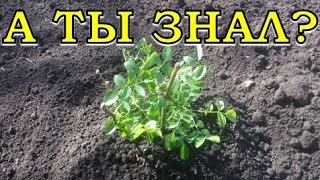 Посадка  РОЗ  весной