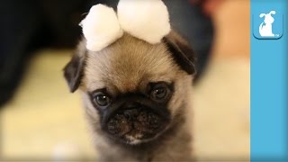 Wrinkly Pug Puppy In Cotton Ball Snow Land! - Puppy Love