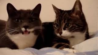 Разговаривающие коты
