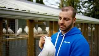 Birdman of Vancouver - Fancy Pigeons