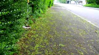 Zwergenaufstand in Grünhöfe! 1. Streich (von 3)