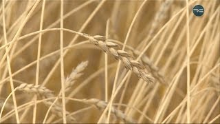 Большие открытия: селекция пшеницы.