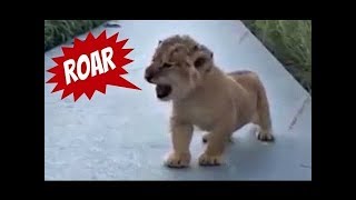 This Lion Cub Trying to Roar is the Cutest Thing You Will Ever See!?