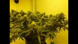 Nutrients For Cannabis Success