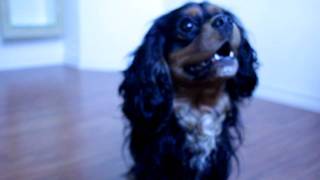 Diego bjeffer