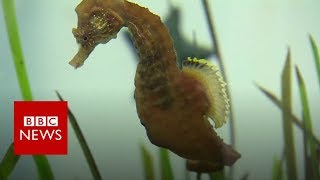 Seahorses found living in River Thames in London - BBC News