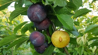 Алыча Блю Кармен \ диплоидная слива \ Diploid plum Blu Carmen