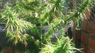 Seguimiento 2 cultivo de marihuana