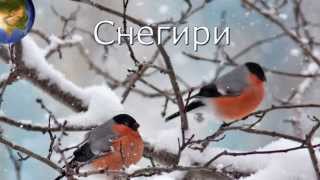 Снегири