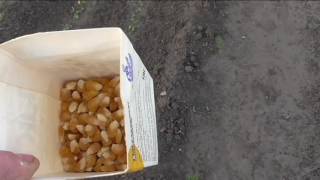Сею кукурузу в открытый грунт