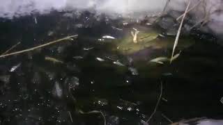 Очень много щуки не реально много