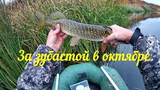 За зубастой в октябре.