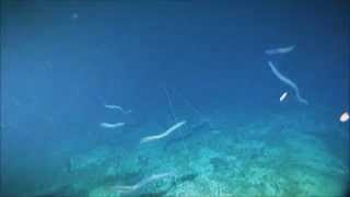 Orgy of Eels