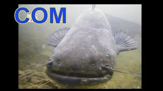 Поклевка сома под водой, Атака. Подводная Съемка, рыбалка, fishing