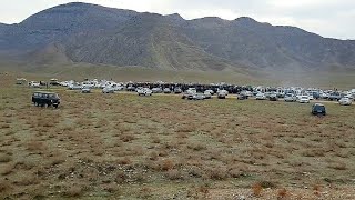 Туркменистан Балканабад Турнир обзор наших собак! САО Turkmenistan Work Dogs Alabai
