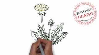 Нарисованные цветы  Как нарисовать распустившийся одуванчик карандашом поэтапно