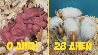 Сирийские хомяки ОТ 0 ДО 28 ДНЕЙ ЗА 4 МИНУТЫ