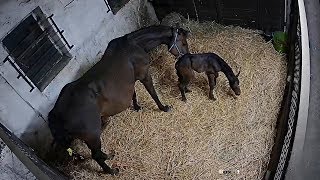 Jak se klube na svět hříbátko Acorada de Semily S