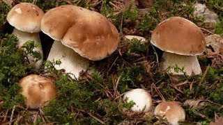 БЕЛЫЕ ГРИБЫ ПОШЛИ МАССОВО, ПОЛНО БЕЛЫХ ГРИБОВ 2019