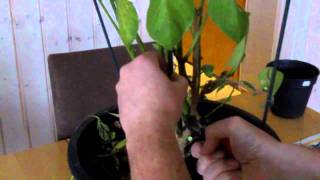 Video 5: Making my Rocoto plant ready for winter