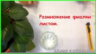 Размножение фиалок листом | Фиалки уход и размножение |